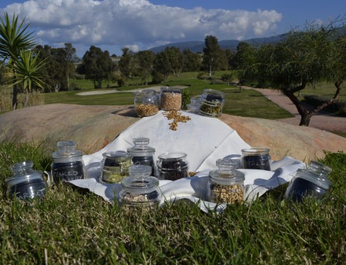 BEER BREWING WORKSHOP IN SARDINIA